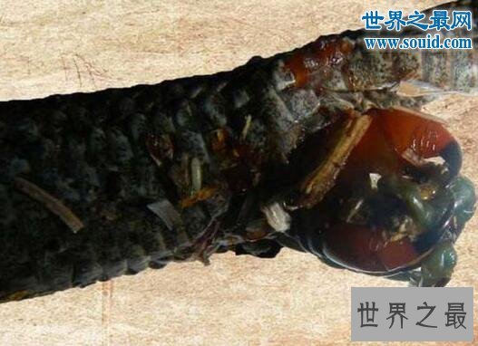 世界十大巨型怪物，巨型蜈蚣(可咬破蛇腹)