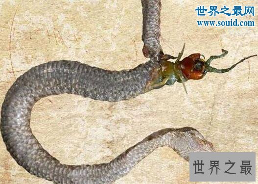 世界十大巨型怪物，巨型蜈蚣(可咬破蛇腹)