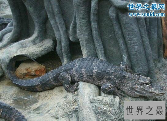 世界十大濒临灭绝的动物，最后一只白鳍豚已死