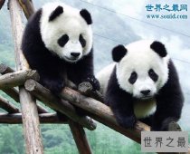 世界十大濒临灭绝的动物，最后一只白鳍豚已死