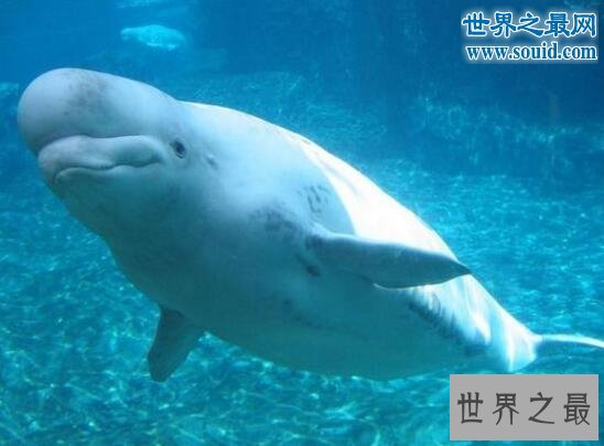 世界十大濒临灭绝的动物，最后一只白鳍豚已死