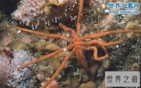 世界十大巨型动物，南极现巨型蜘蛛(无法解释原因)