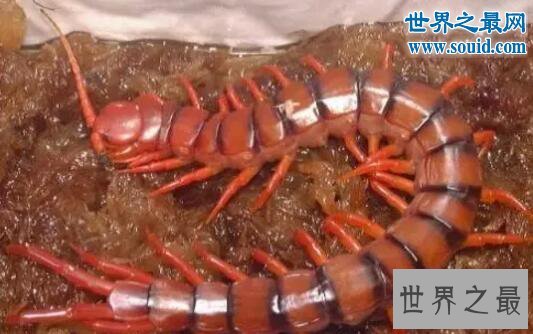 世界十大巨型蜈蚣，中国红巨龙蜈蚣(巨型的致命杀手)