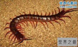世界十大巨型蜈蚣，中国红巨龙蜈蚣(巨型的致命杀手)