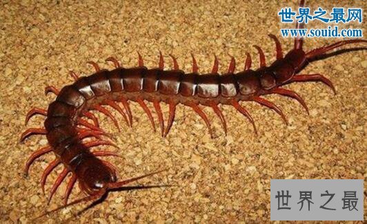 世界十大巨型蜈蚣，中国红巨龙蜈蚣(巨型的致命杀手)