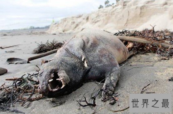 世界十大神秘生物，外星人遗留在地球上的10个怪物