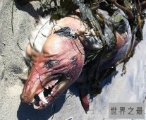 世界十大神秘生物，外星人遗留在地球上的10个怪物