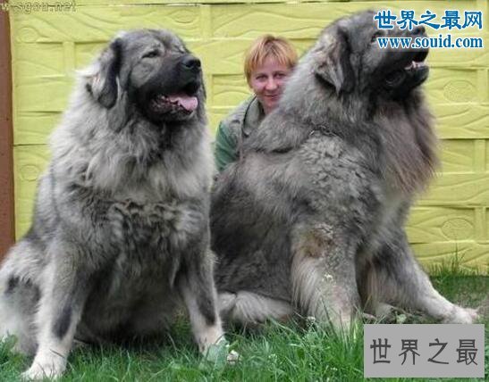 世界最凶猛的猎犬排行，猛犬霸主(中国藏獒)