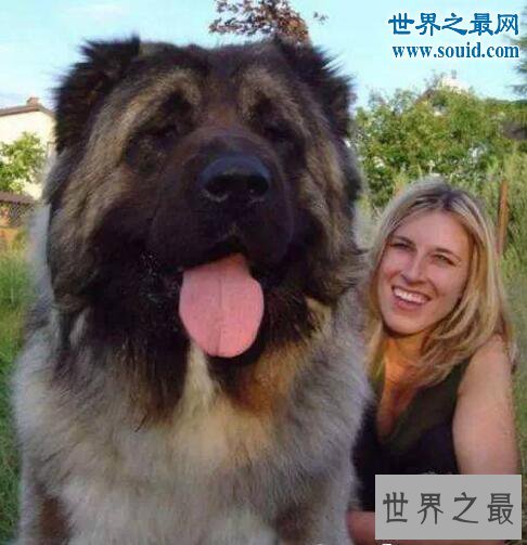 世界最凶猛的猎犬排行，猛犬霸主(中国藏獒)
