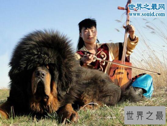 世界最凶猛的猎犬排行，猛犬霸主(中国藏獒)
