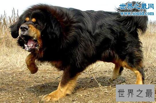 世界最凶猛的猎犬排行，猛犬霸主(中国藏獒)