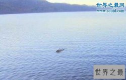 世界十大水怪，长32颗巨齿的水鬼(生吞鳄鱼)