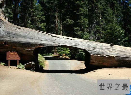 世界十大最奇特的隧道,车子也不会忘记的地方