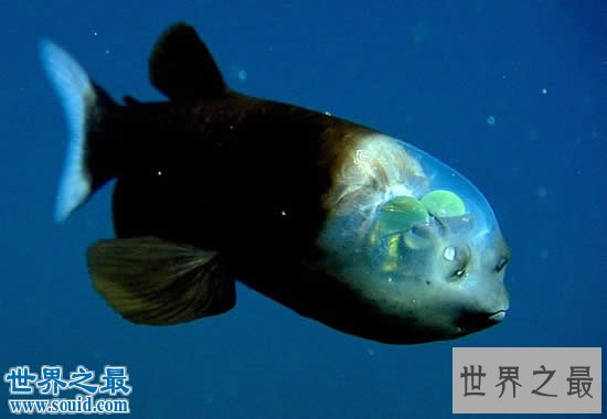 世界十大最罕见的透明动物,内脏器官一览无余