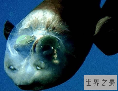 世界十大最罕见的透明动物,内脏器官一览无余