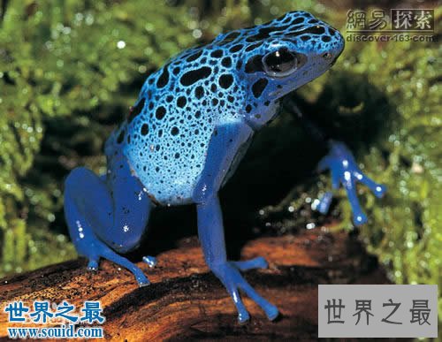 世界十大最罕见的透明动物,内脏器官一览无余