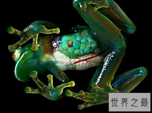 世界十大最罕见的透明动物,内脏器官一览无余