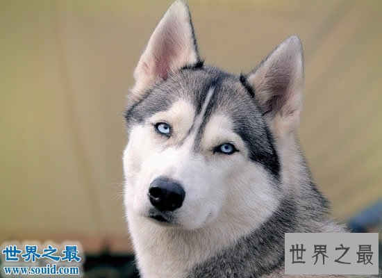 世界十大名犬排行榜,最具贵族气质的纯血种狗狗