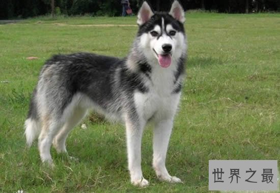 世界十大名犬排行榜,最具贵族气质的纯血种狗狗