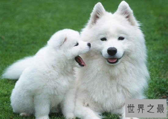 世界十大名犬排行榜,最具贵族气质的纯血种狗狗