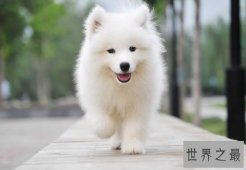 世界十大名犬排行榜，最具贵族气质的纯血种狗狗