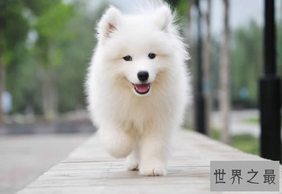 世界十大名犬排行榜,最具贵族气质的纯血种狗狗