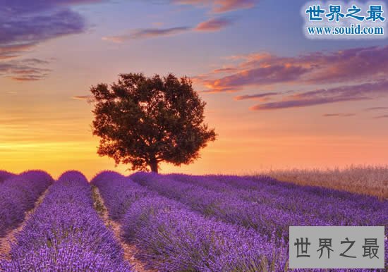 世界十大最美的花海,普罗旺斯薰衣草花海最美