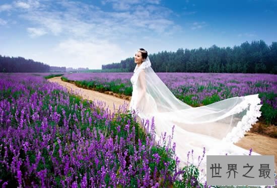 世界十大最美的花海,普罗旺斯薰衣草花海最美