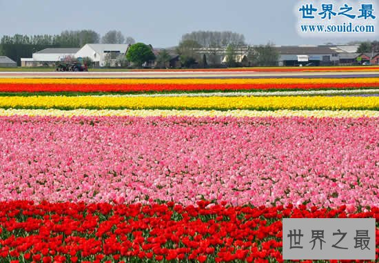 世界十大最美的花海,普罗旺斯薰衣草花海最美