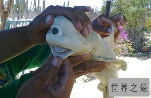 世界十大最新发现的诡异生物,独眼鲨鱼你绝对没见过