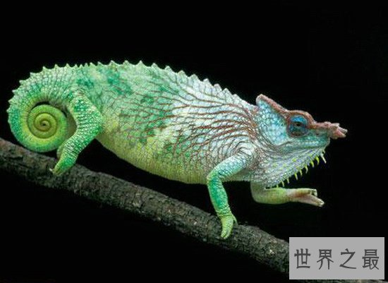 世界十大最新发现的诡异生物,独眼鲨鱼你绝对没见过