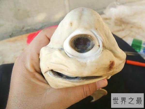 世界十大最新发现的诡异生物,独眼鲨鱼你绝对没见过