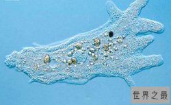 世界十大不怕核武器的生物，核武器就是个渣(图)