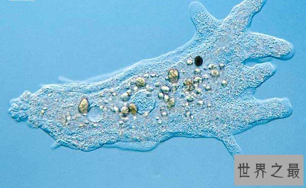 世界十大不怕核武器的生物,核武器就是个渣(图)