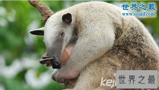 世界十大致命动物杀手,可爱外表恶毒的心(图)