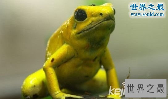 世界十大致命动物杀手,可爱外表恶毒的心(图)