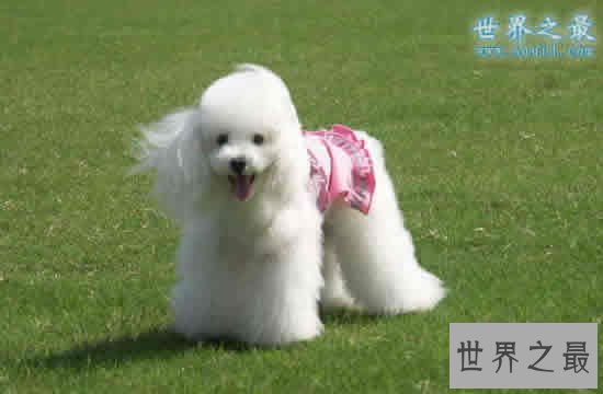 什么狗最聪明?世界十大最聪明的狗排名