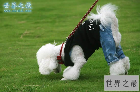 什么狗最聪明?世界十大最聪明的狗排名