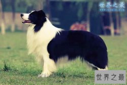 什么狗最聪明？世界十大最聪明的狗排名