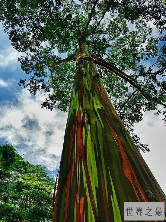 世界上最美的16颗树，惊骇世俗(组图)