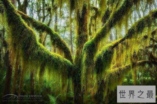 世界上最美的16颗树，惊骇世俗(组图)