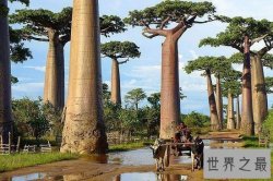 世界上最美的16颗树，惊骇世俗(组图)