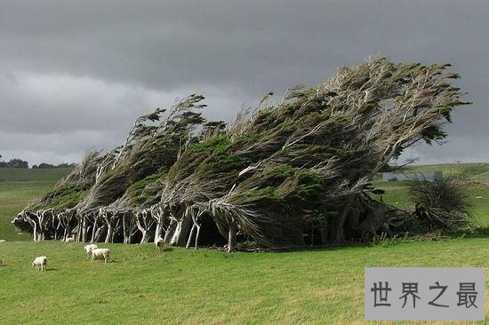 世界上最美的16颗树，惊骇世俗(组图)