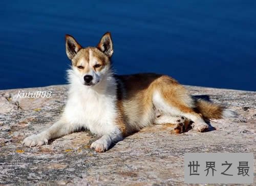 世界上即将灭绝的十种最珍稀的狗