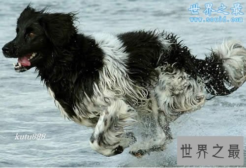 世界上即将灭绝的十种最珍稀的狗