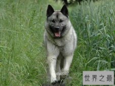 世界上即将灭绝的十种最珍稀的狗