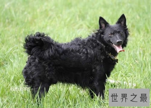 世界上即将灭绝的十种最珍稀的狗