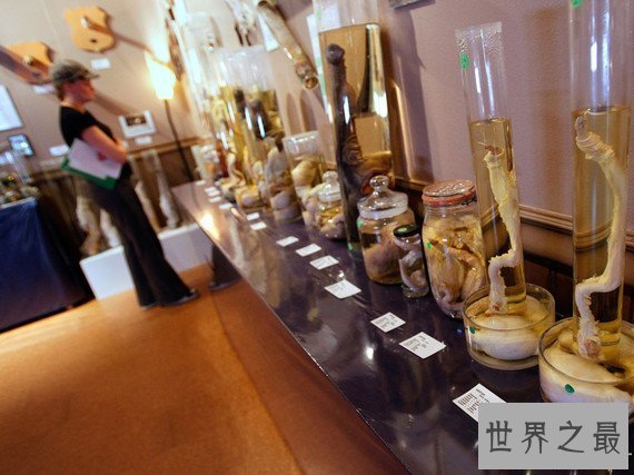 世界十大最奇葩的旅游景点,阴茎博物馆(图)