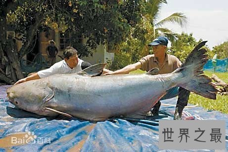 世界十大凶猛巨型淡水鱼,不想接近的噩梦