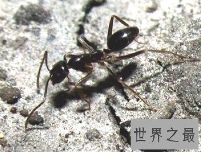 全球十大活化石物种